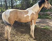 buckskin-tobiano-horse