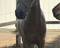 all-around-arabian-horse