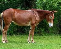 athletic-mule