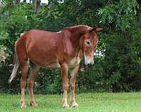 beginner-mule