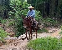 experienced-mule