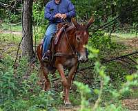 kid-safe-mule