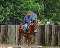performance-mule