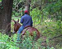 ranch-mule