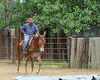 ranch-versatility-mule