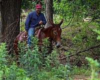 ranch-work-mule