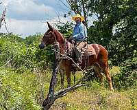 ridden-western-mule