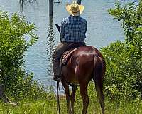 roping-mule