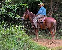 trail-mule