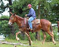 trail-riding-mule