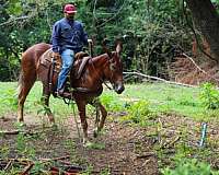 western-riding-mule