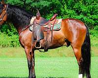 western-ri-andalusian-horse