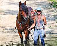 all-around-andalusian-horse