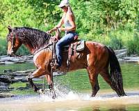 athletic-andalusian-horse