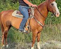 all-around-quarter-horse