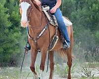 beginner-quarter-horse