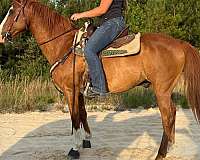 husband-safe-quarter-horse