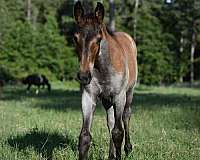 field-trial-yearling