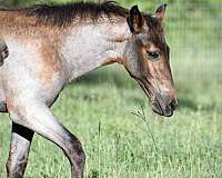 bay-twhbea-stallion