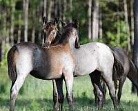 bay-twhbea-yearling