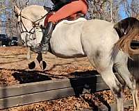 grey-show-ex-horse