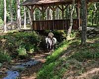 all-around-warmblood-horse