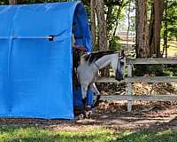 athletic-warmblood-horse