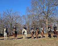 beginner-warmblood-horse