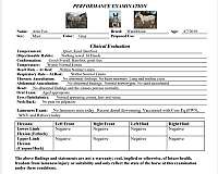 dressage-warmblood-horse