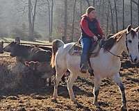 english-pleasure-warmblood-horse