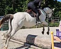 eventing-warmblood-horse