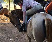 drill-team-welsh-cob-pony
