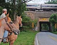 natural-ponymanship-training-welsh-cob-pony