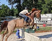 parade-welsh-cob-pony
