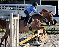 t-welsh-cob-pony