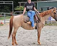 red-roan-welsh-cob-mare