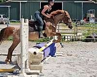 red-roan-welsh-cob-for-sale