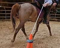 13-hand-welsh-cob-pony