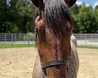 17-hand-draft-mare