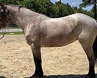blue-roan-mare-for-sale