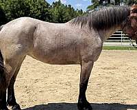 blue-roan-draft-mare