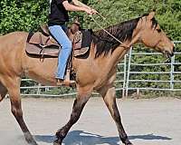 all-around-quarter-horse