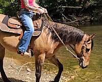 beginner-quarter-horse