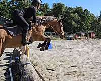 breeding-quarter-horse