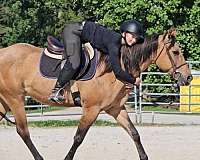 dressage-quarter-horse