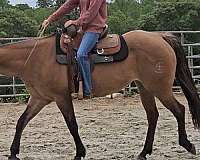 drill-team-quarter-horse
