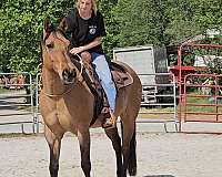 eventing-quarter-horse