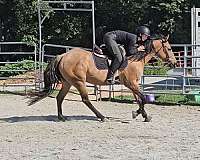 field-hunter-quarter-horse