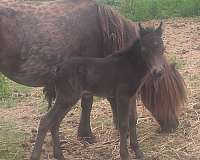5-hand-smokey-black-horse