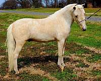 palomino-champion-stallion-horse